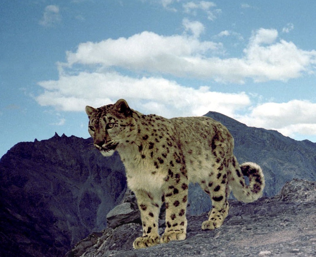 Photo Credit: Snow Leopard Conservancy